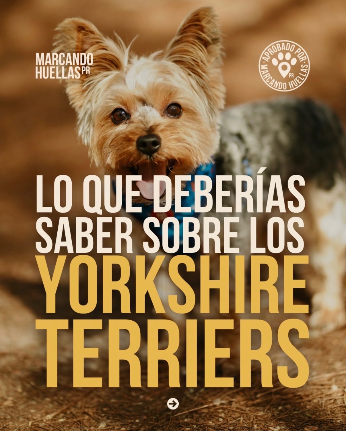 Lo que deberías saber sobre los Yorkshire Terriers