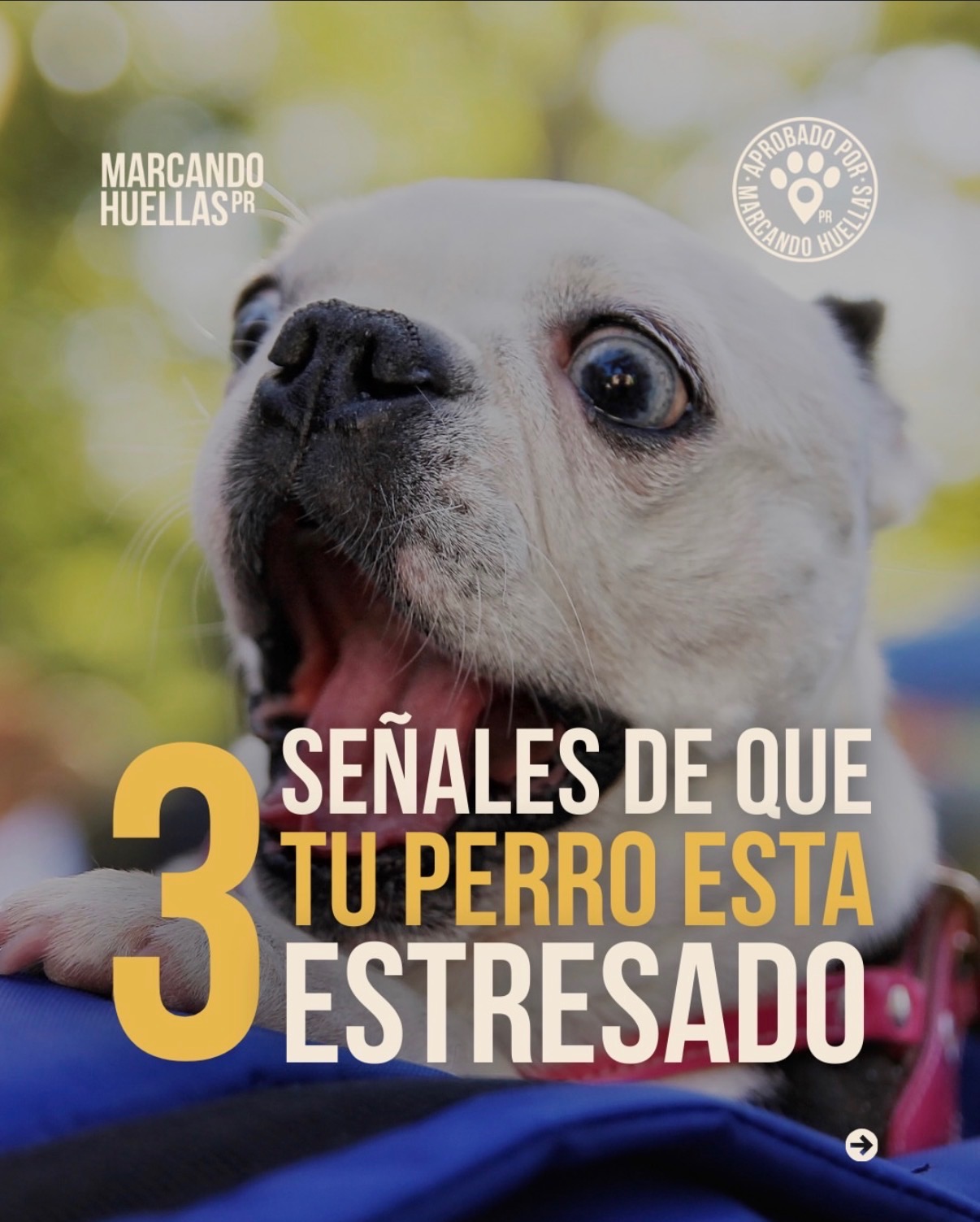 3 señales de que tu perro está estresado